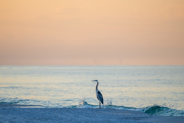 Animals;Ardea herodias;Beach;Biophilic;Bird;Calm;Coast;Coastline;Concepts;Florida;Great Blue Heron;Healing;Health care;Healthcare;Heron;Minimalism;Nature;Ocean;Oneness;Pastoral;Sand;Santa Rosa Beach;Sea;Seascape;Sun-up;United States;Waterscape;Waves;beach;beaches;coast;coastline;dawn;daybreak;landscape;morn;morning;peaceful;restful;sea;serene;shore;shoreline;soothing;sunrise;sunup;tranquil;zen